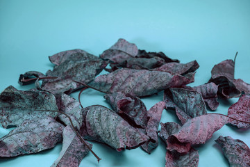 Beautiful faded old colorful leafs in blue light. Minimalism autumn style concept. Background...