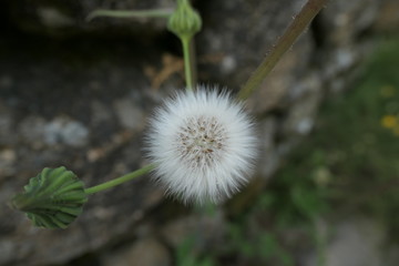 dandelion seed head