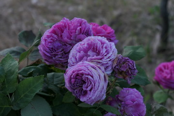 Obraz premium purple and white roses