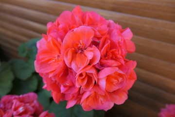 pink carnation flowers