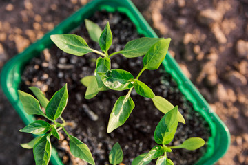 Bell pepper seedlings. Gardening.Green leaves of plants in tray on the graund. Close-up view
