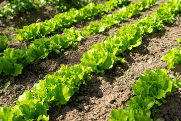 Fototapeta na wymiar Green salad leaves on garden beds.