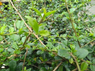 Juicy lush green grass on meadow with drops of water dew in morning light in spring  rain