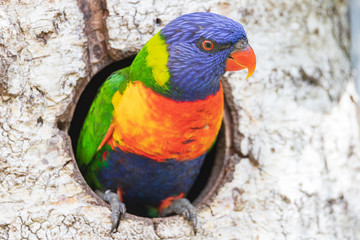 Rainbow lorikeet - Trichoglossus moluccanus