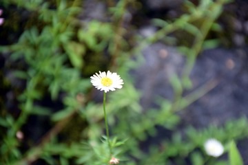 Beautiful picture of flower in jungle