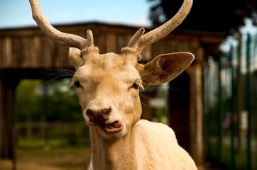 European fallow deer looking into the lens