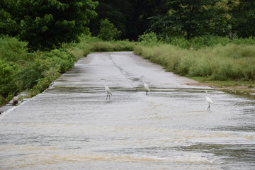 Beautiful picture of Green trees and cement road and water in Uttarakhand India
