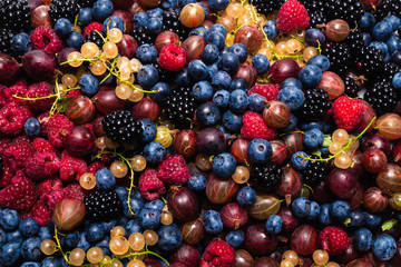 Gooseberries, blueberries, mulberry, raspberries, white and red currants.