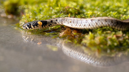 Eine Ringelnatter in der Seitenansicht am Wasser
