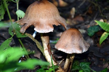 Beautiful picture of wild plant