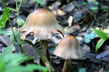 Beautiful picture of wild plant in jungle