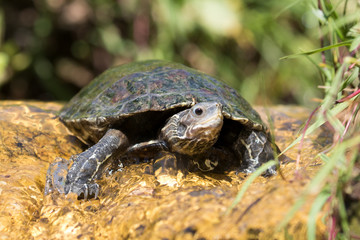 Eine Bachschildkröte frontal im Flachwasser