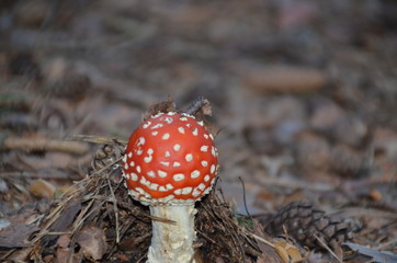 Red mushroom toadstool in the forest
