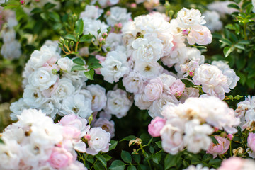 Fototapeta na wymiar Rose flowers grow on a Bush