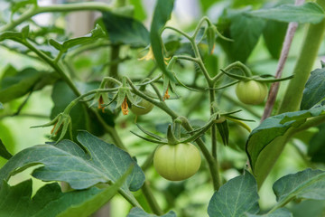 closeup group of green tomatoes growing in greenhouse blurry background
