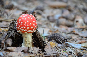 Red mushroom toadstool in the forest under dry leaves in autumn