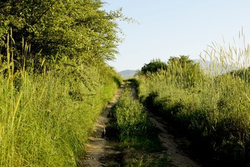 path in the grass
