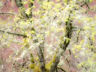 USA, Washington State, Preston springtime with cottonwoods just leafing out shown in soft focus - obrazy, fototapety, plakaty