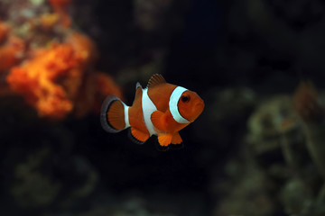 beautiful anemone fish on the coral reef, indonesia underwater marine fish