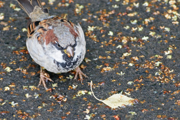 Urban Sparrow on the asphalt close up