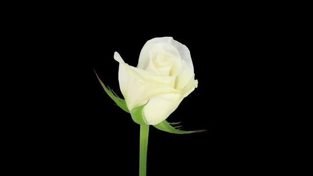 Time-lapse of opening white Akito rose 1b1 in PNG+ format with ALPHA transparency channel isolated on black background
