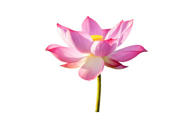 Beautiful pink lotus flower isolated on white background