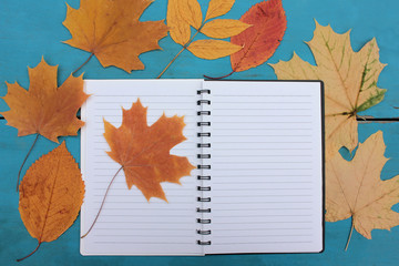Notebook with blank sheet on blue background with autumn leaves. Creative flat lay autumn composition. Top view, copy space
