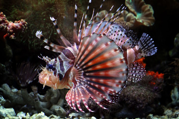 Fuzzy dwarf lionfish on the coral reefs