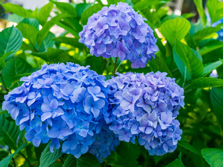 Blue hydrangea bush in the garden