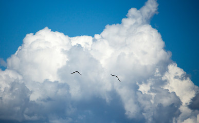 two kites soar in the blue sky with clouds