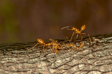 Red ants are helping bring the dead ant back to its nest.