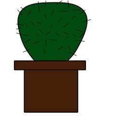 cactus on a white background