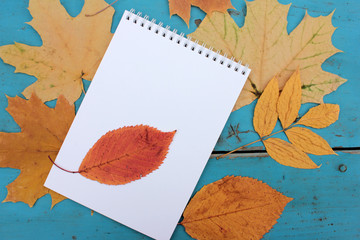 Notebook with blank sheet on blue background with autumn leaves. Creative flat lay autumn composition. Top view, copy space
