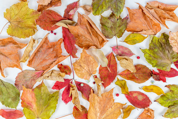 Autumn leaves abstract background. Autumn background. Group of autumn orange leaves