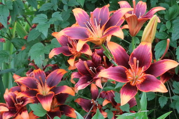 A close up of a flower