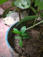 Lime seedling in a pot. plant just started growing