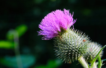 Spear Thistle(Cirsium Vulgare) flowering close up