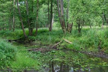 Small natural forest river in sunrise light