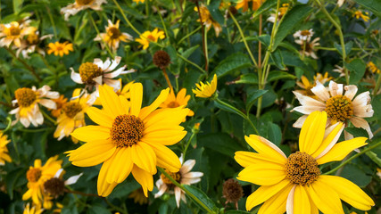 Withering Jerusalem artichoke or helianthus tuberosus flowers among green leaves in flower bed or in botanical garden. Autumn nature concept. Selective focus. Close-up.