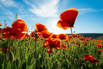 red poppy flower in the field. wonderful sunny afternoon weather of countryside. blurred nature background. remembrance day concept