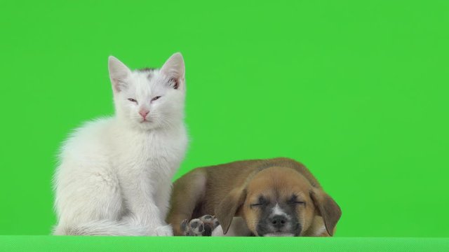 Brown puppy and white kitten on a green screen.