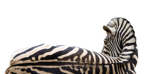 Zebra lying on the ground with white background looking at the viewer © Dr. Gerd-Uwe Neukamp