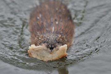 The muskrat (Ondatra zibethicus) in natural habitat. Wildlife scene from Czech. The muskrat swimming in the pond.