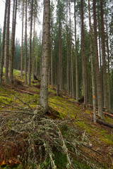 Pine forest