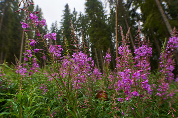 Obraz premium Pink mountain flowers with pine forest