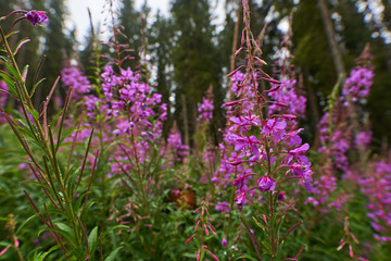 Pink mountain flowers with pine forest