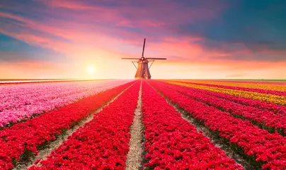 Poster traditioneel Nederland Holland Hollands landschap met één typische windmolen en tulpen, het platteland van Nederland © kishivan
