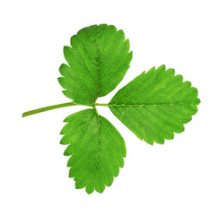 Fresh green strawberry foliage isolated on white