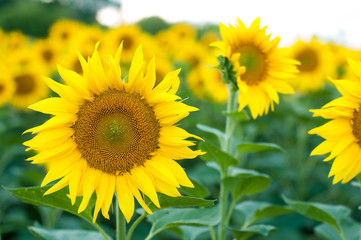 Fototapeta premium field of sunflowers