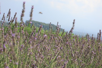 Scecery of kawaguchi lake ,japan,yamanashi